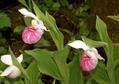 Cypripedium Reginae